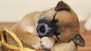 Risultati immagini per l'amico che dorme