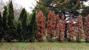 Why We Dont Recommend Leyland Cypress Trees Lewis Bamboo