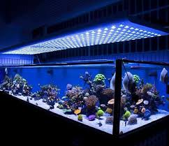 Top 5 Best Led Lights For Reef Tank In 2018 Market Review By Aquarist Guide Updated November 2020