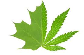 maple leaf and a pot leaf