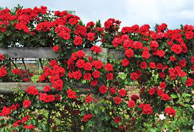 how to grow climbing roses in a small
