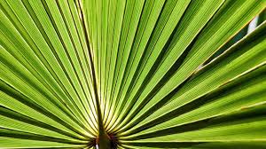 Saw palmetto extract is an extract of the fruit of the saw palmetto. 5 Promising Benefits And Uses Of Saw Palmetto Ecowatch