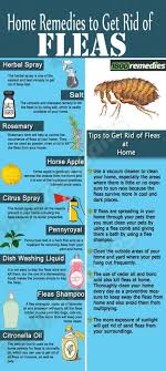 How To Get Rid Of Fleas Most Effective