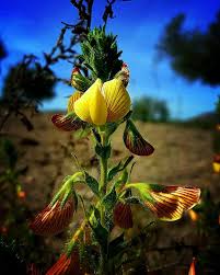Ononis natrix L., Yellow restharrow (World flora) - Pl@ntNet identify