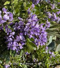 Texas Mountain Laurel Bliss And Books