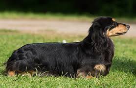 It descends from breeds like the german pinscher, the dachshund and the italian greyhound. Dachshund Min Long Haired Breeds A Z The Kennel Club