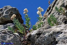 Galium glaucophyllum - Caglio di Sardegna - ATLANTIDES ...