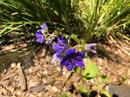 These bulbs bloom in spring, producing clusters of tiny blue or purple flowers that resemble grapes. Anyone Know The Name Of These Cute Deep Purple Flowers Wildflowers