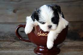 6 teacup dog breeds