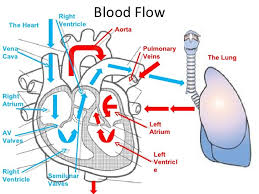 Circulation Of Blood Through The Heart Diagram New 28