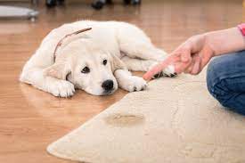 pet stain odor removal best in