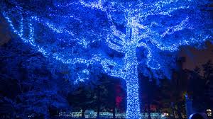 missouri botanical garden s glow grows