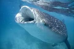 Are whale sharks vegan?