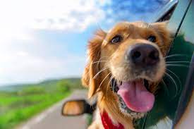 Pet Travel Safety Day is Jan 2. Here's Wag!'s Top 13 Travel Tips to Keep  Your Pets Safe in 2021!