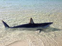 10 foot mako shark washes up on santa