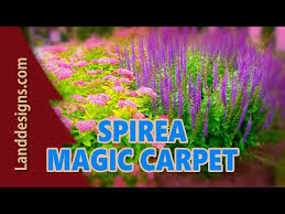 spirea magic carpet you