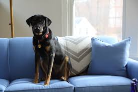best upholstery for kids pets and