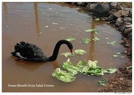 What Do Black Swans Eat 