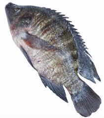 tilapia important facts health