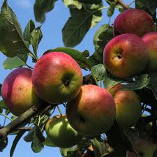 Buy Grafted Apple Fruit Plant At