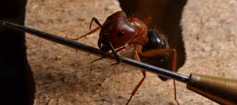 your guide to carpenter ants in texas