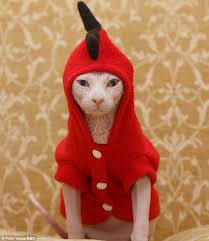 Image result for cats wearing funny winter clothes
