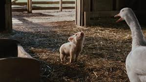 When wilbur the pig discovers he's destined for the dinner table, kindly spider charlotte hatches a plan to keep him around. Charlotte S Web Is Charlotte S Web On Netflix Flixlist