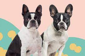 boston terrier vs french bulldog