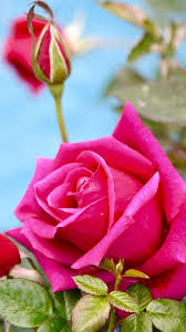 hd rose flower pink rose flower