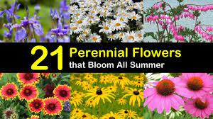 perennial flowers that bloom all summer