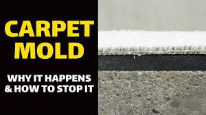 how to clean mold from carpet