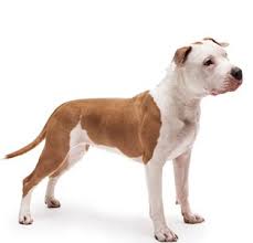 Staffordshire bull terrier breed history. Pit Bulls Breeds Pictures Pitbullinfo Org