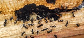 do little black ants eat wood inside