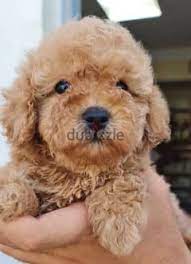 toy poodle dogs in cairo
