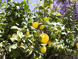 how to grow eureka lemon trees