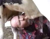 Cow sucks mans penis - Extreme Porn Video - LuxureTV