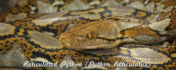 Reticulated Pythons Reptiles