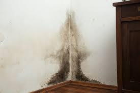 How To Prevent Basement Mold City