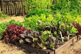 start a vegetable garden on a budget