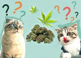 can cats eat weed what you need to