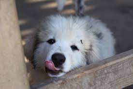 great pyrenees puppies are these