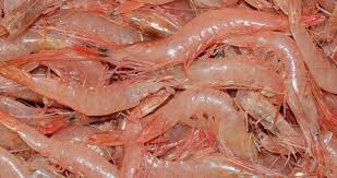 Image result for chitin