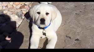 The labradoodle is a hybrid dog of the labrador retriever and standard poodle. Investigation Into Illegal Backyard Breeder Selling On Craigslist Las Vegas