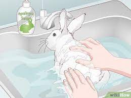3 Ways To Keep A Rabbit Clean Wikihow