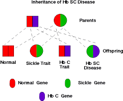 How Do People Get Sickle Cell Disease