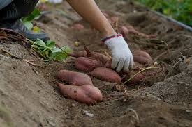 how to grow sweet potatoes in backyards