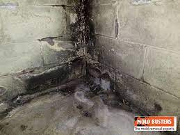 basement mold removal service in