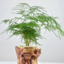 I love asparagus ferns and have owned a bunch over the years, purchased from different places hardly any damage to asparagus fern. Kaufen Sie Mit Niedrigem Preis German Stuck Sets Grosshandel German Galeriebild Set Auf Spargel Setaceus Alibaba Com