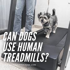 can dogs use human treadmills lugaru