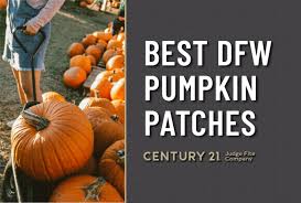 best dfw pumpkin patches century 21